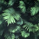 Arthouse Fern Wall Green Wallpaper thumbnail 1