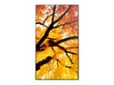 Sharp MultiSync M502 Digital signage flat panel 127 cm (50") LCD 550 cd/m² 4K Ultra HD Black 24/7 thumbnail 2