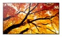 Sharp MultiSync PN-M752 189.2 cm (74.5") LED 550 cd/m² 4K Ultra HD Black 24/7 thumbnail 1